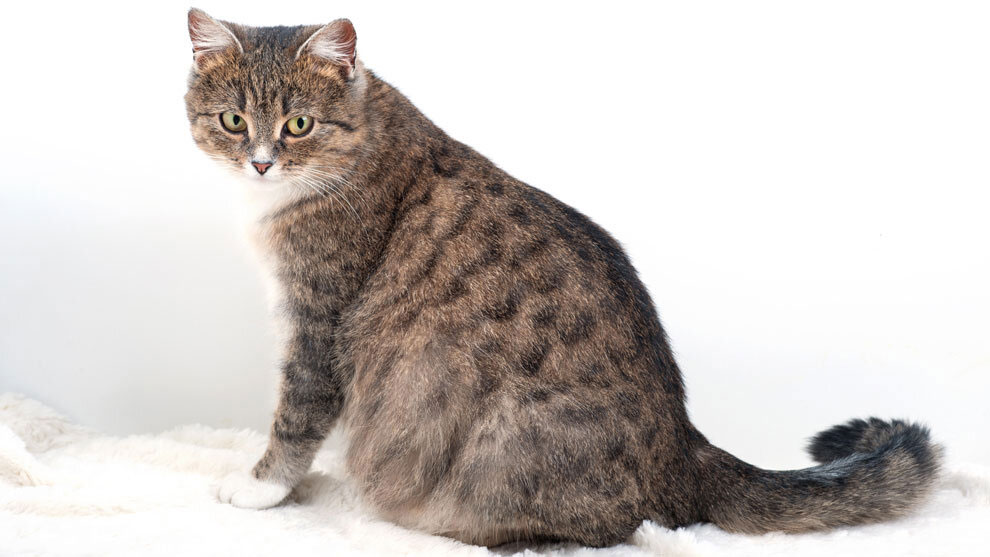 Cómo alimentar a una gata embarazada