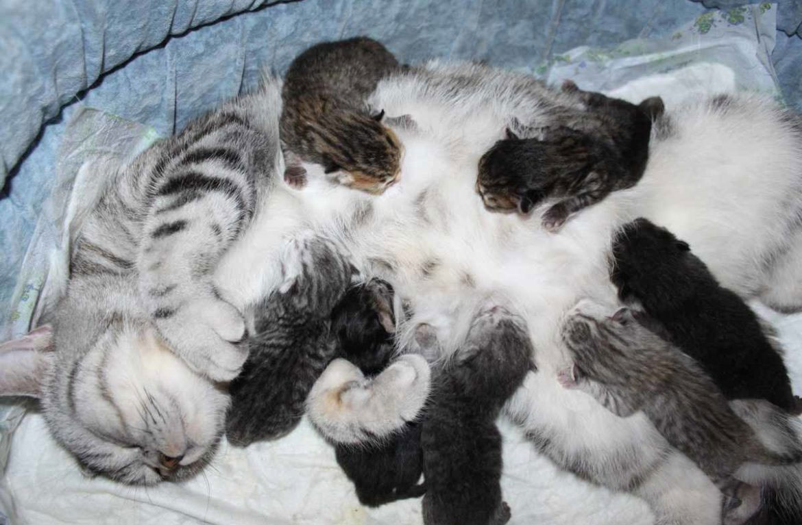 Cómo alimentar a una gata lactante