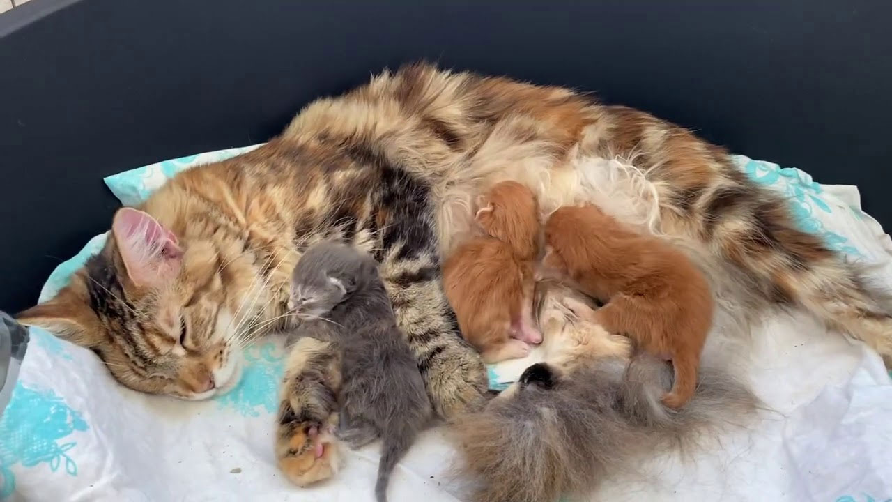 Alimentación de la gata después del parto