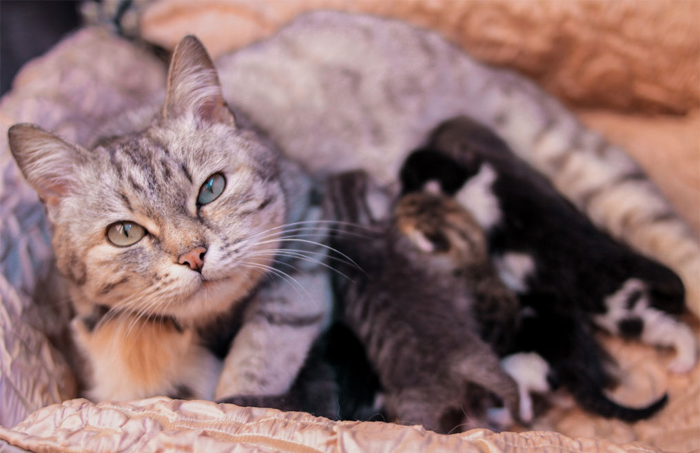 Nutrición de la gata lactante