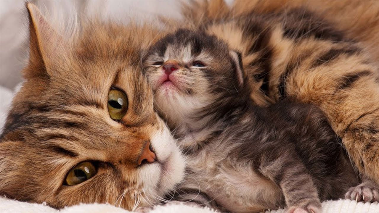 Gata y gatito