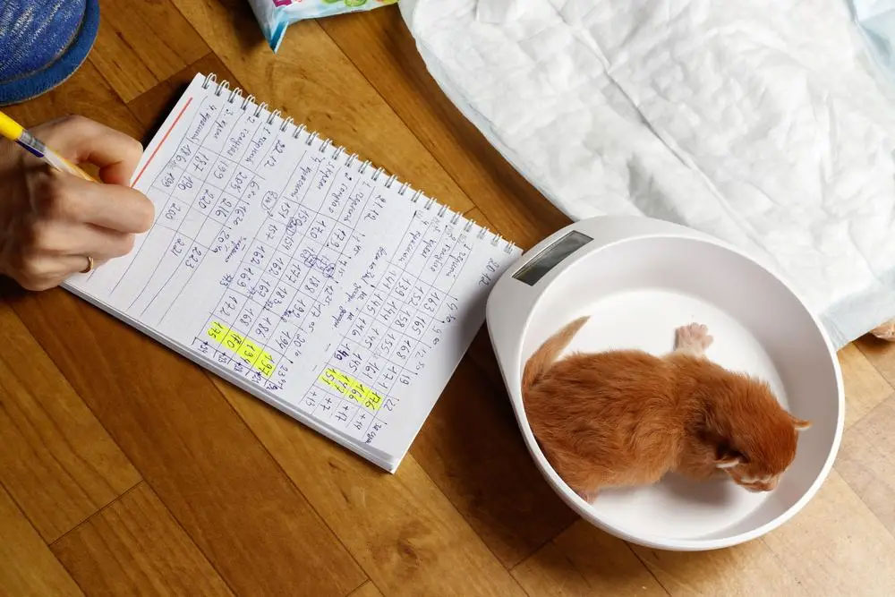 El pesaje de los gatitos: una forma de saber si tienen suficiente leche