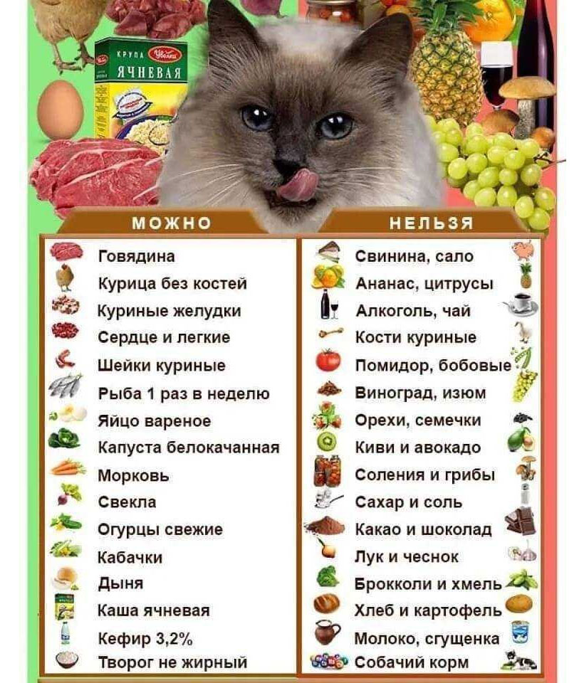 Alimentación de la gata: qué se le puede y qué no se le puede dar