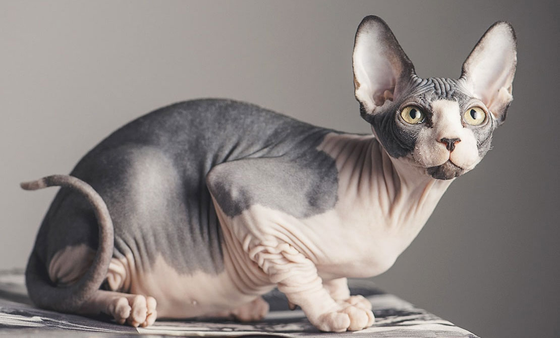Características del organismo de los Sphynx