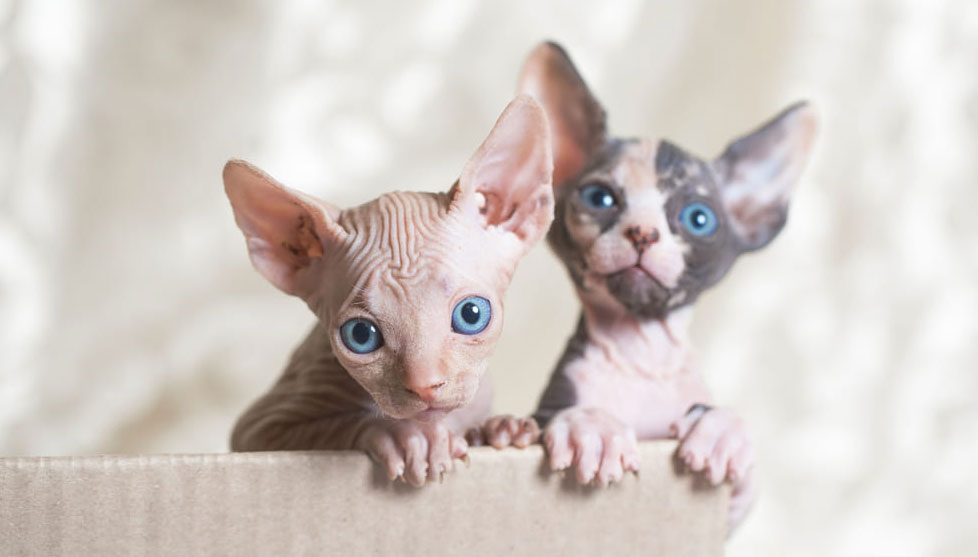 Con qué alimentar al gatito sphynx