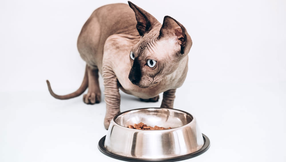 Alimentación del sphinx adulto