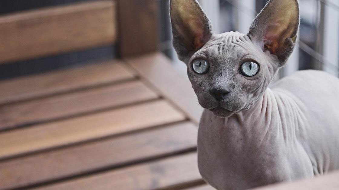 Con qué alimentar al gato sin pelo