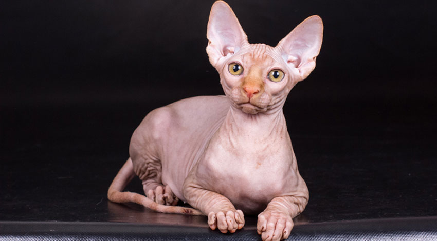 Cómo alimentar a un gato esterilizado de la raza sphinx