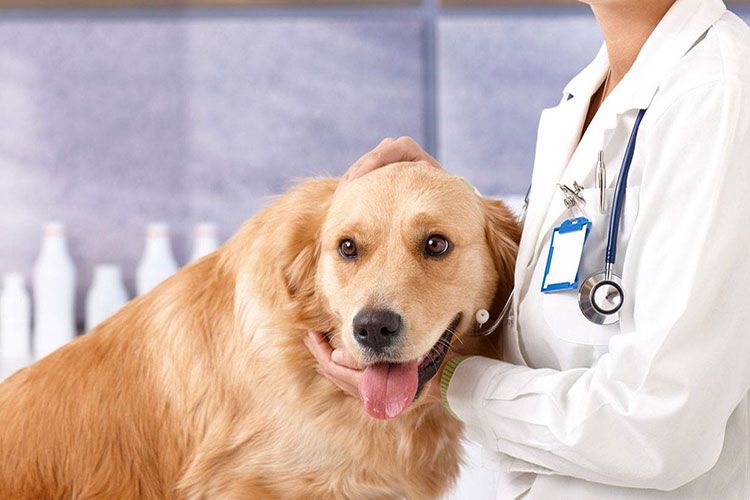 Perro y veterinario