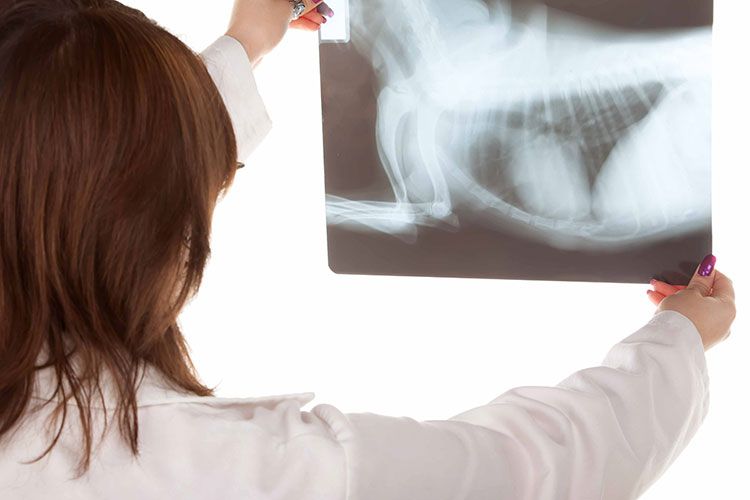 Radiografía en el veterinario