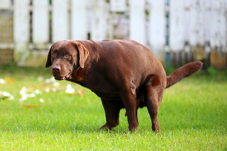 Heces negras en perros