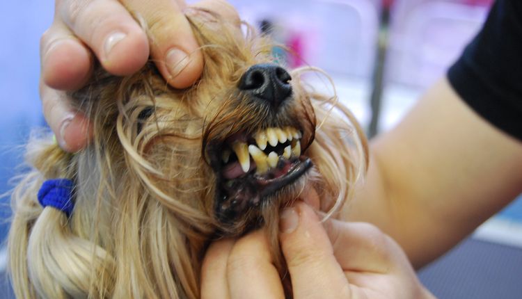 Examen de la boca del perro antes de la limpieza por ultrasonido