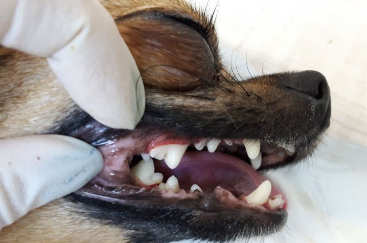Limpieza ultrasónica de dientes de perro