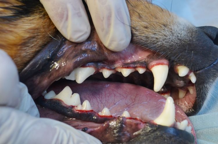 Limpieza ultrasónica de dientes de perro