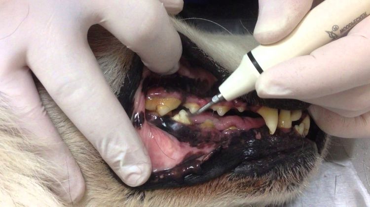 Limpieza ultrasónica de dientes de perro