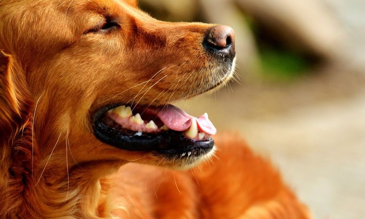 Limpieza dental con ultrasonido para perros