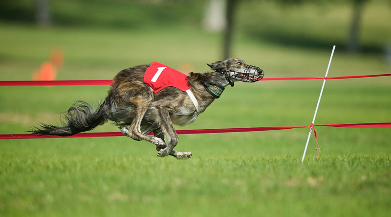 Perro corriendo