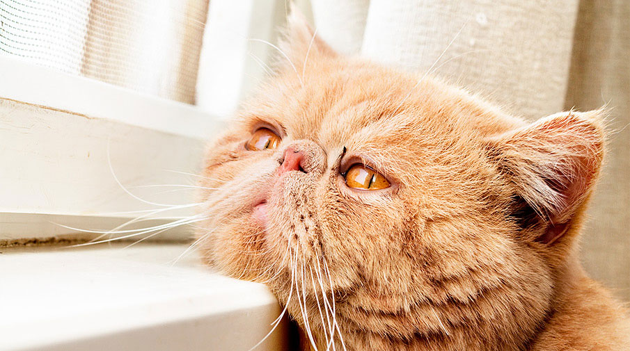 ¿Existe la depresión en gatos?