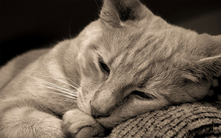 Causas de la depresión en gatos