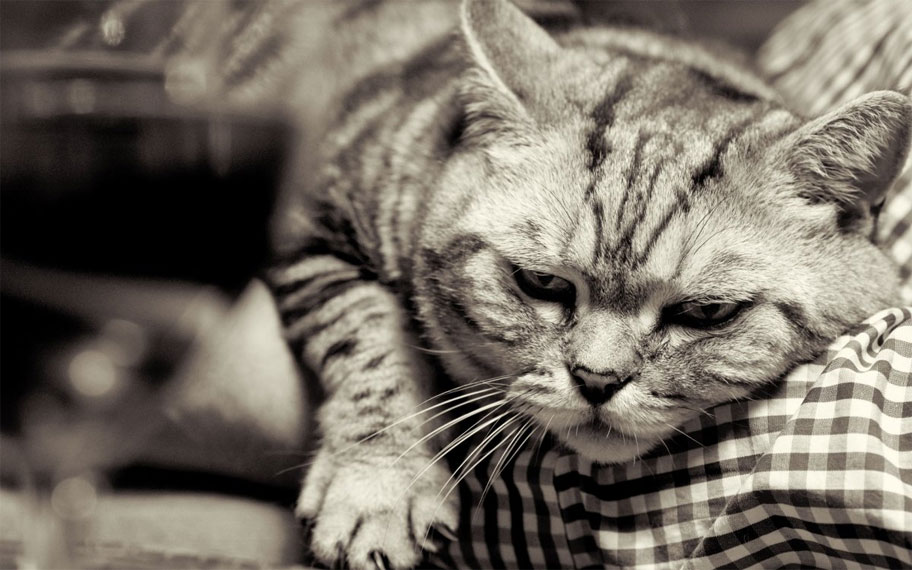 Cómo reconocer la depresión en un gato