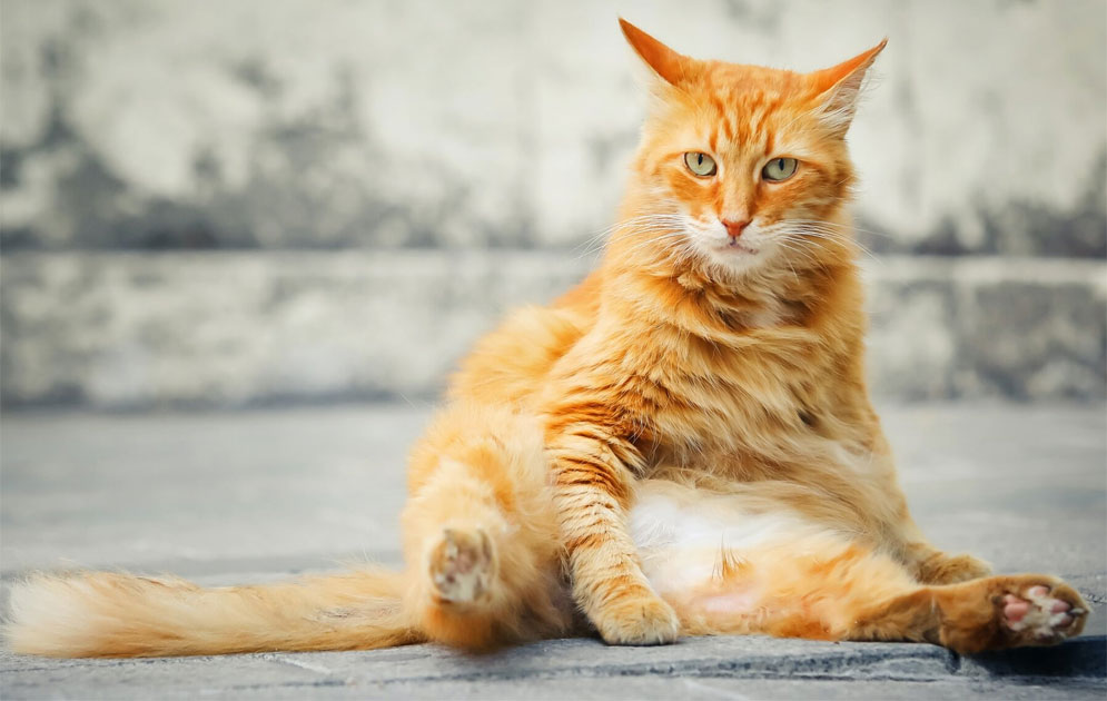 ¿Puede un gato sufrir depresión después de la castración?