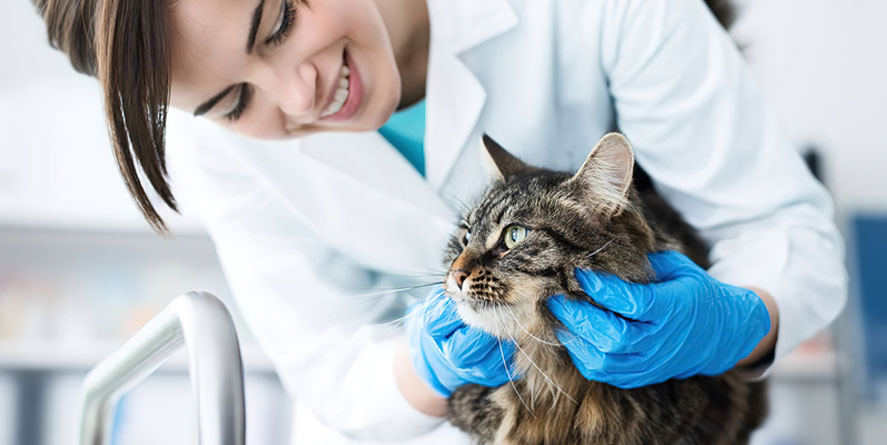 Diagnóstico y tratamiento de la depresión en gatos