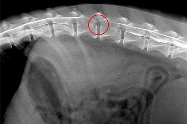 Discopatía en perros en una radiografía