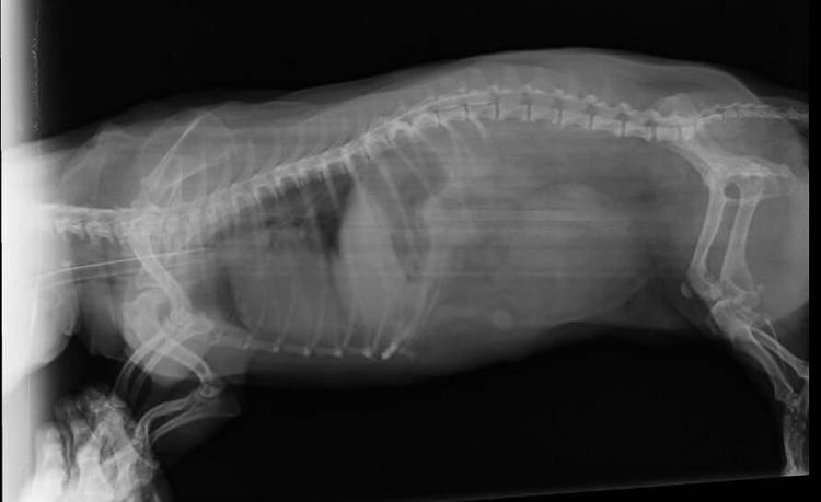 Radiografía de la columna vertebral de un perro