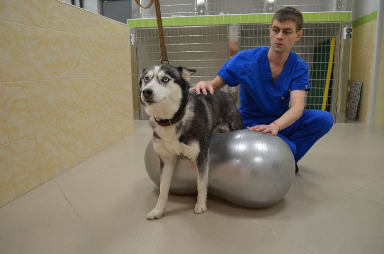 Gimnasia para la discopatía en perros