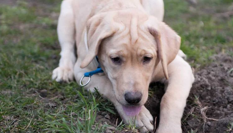 Duodenitis en el perro