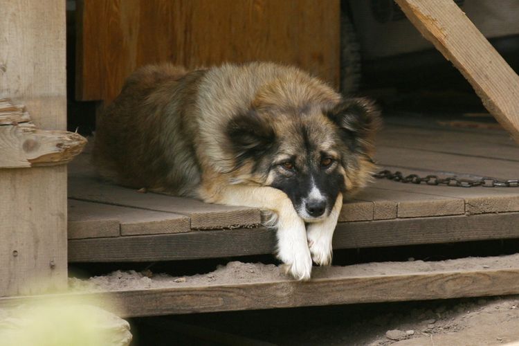 Perro atado