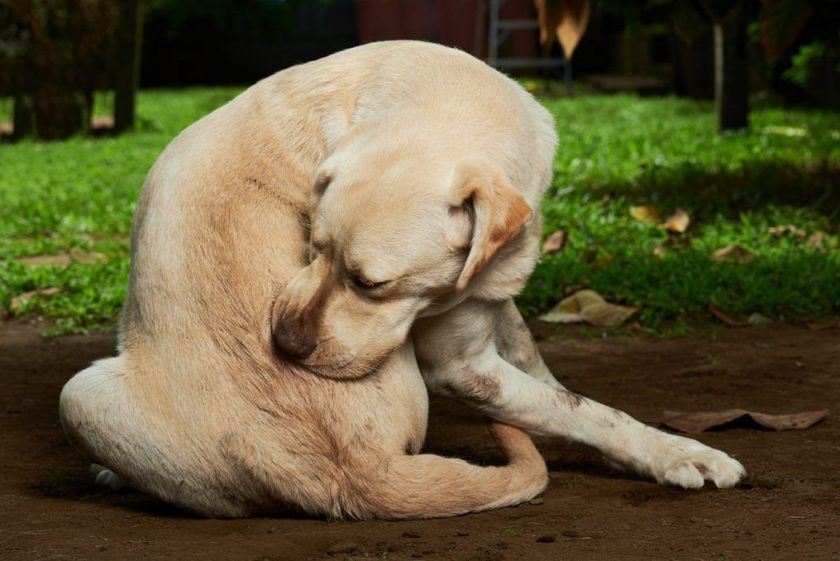 Picor en el perro
