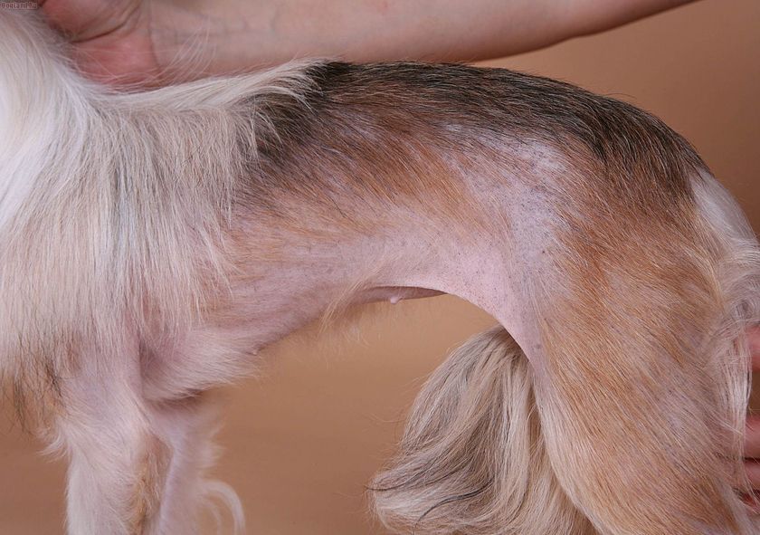 Dermatitis por pulgas
