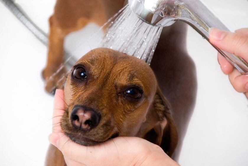 Baño del perro
