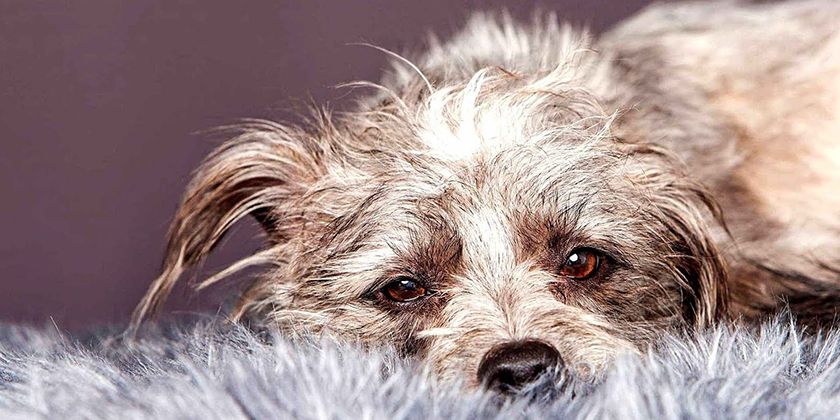 Ectoparásitos en perros y tratamiento contra ellos