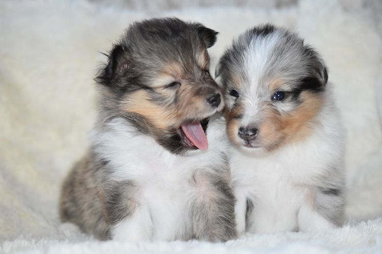 Cachorros