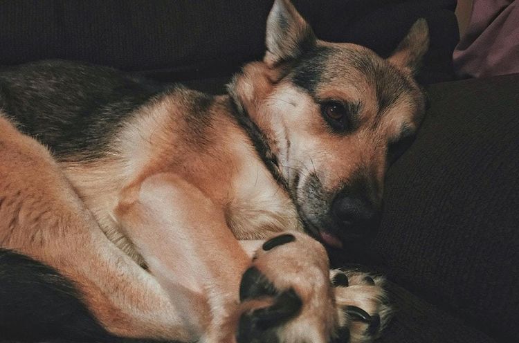 Perro cansado