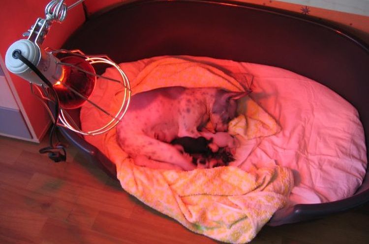 Cachorros bajo lámpara infrarroja
