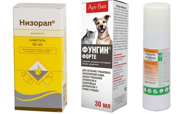 Medicamentos para tratar los hongos en perros
