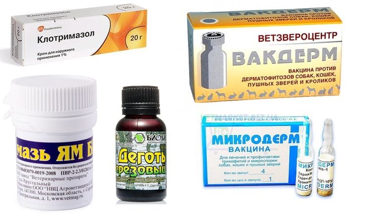 Medicamentos para tratar los hongos en perros