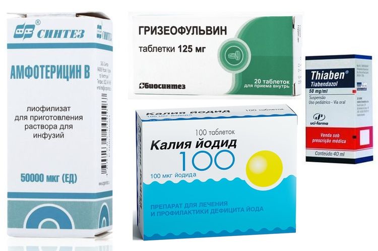 Medicamentos para tratar los hongos en perros