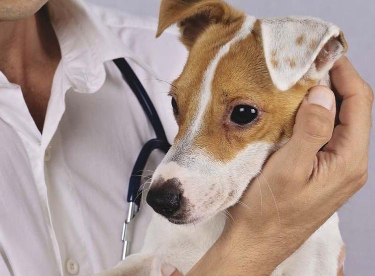 Hongos en perros: síntomas y tratamiento