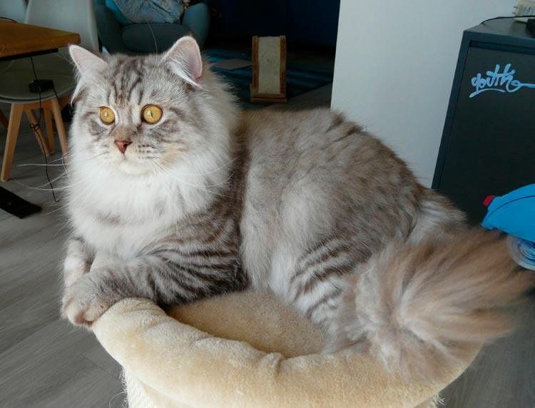 raza de gatos Highland Straight