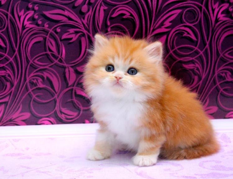 gatito Highland Straight