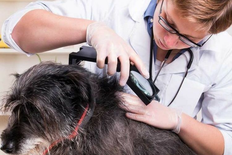 Examen del pelaje del perro