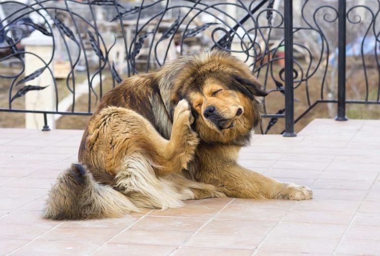 Cheiletiosis en perros