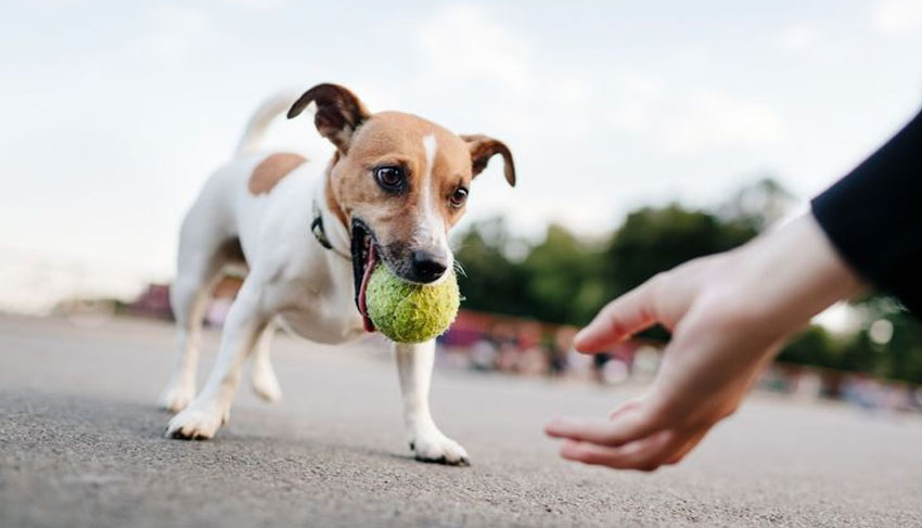 Cómo enseñar al perro a soltar objetos - aprendizaje inicial del cobro