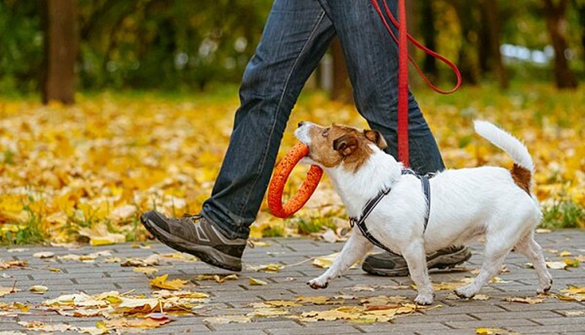 Enseñamos la orden «Cobra»: algoritmo paso a paso para adiestrar a un cachorro o a un perro adulto