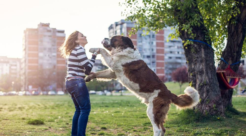 Cómo hacer que el perro deje de saltar sobre otras personas