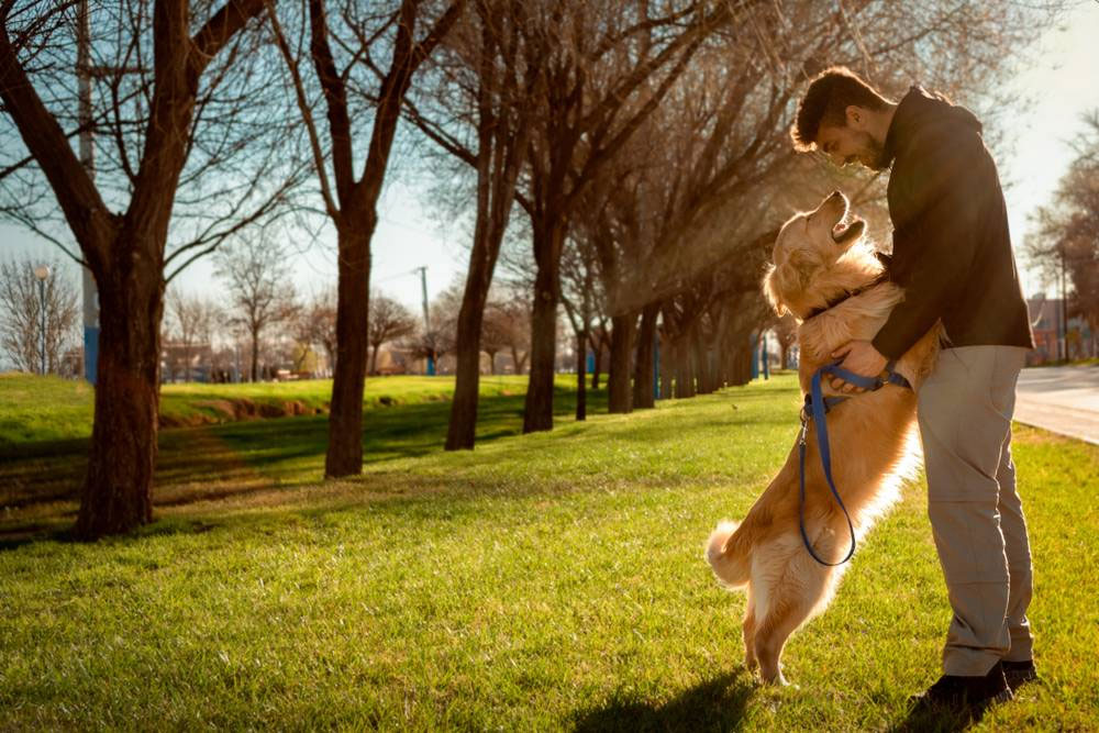 Educación del perro - prohibición de saltar sobre el dueño